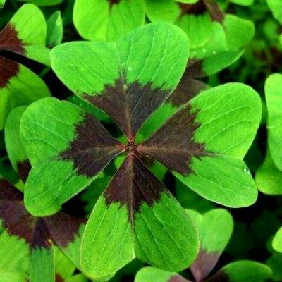 邪神传奇游戏